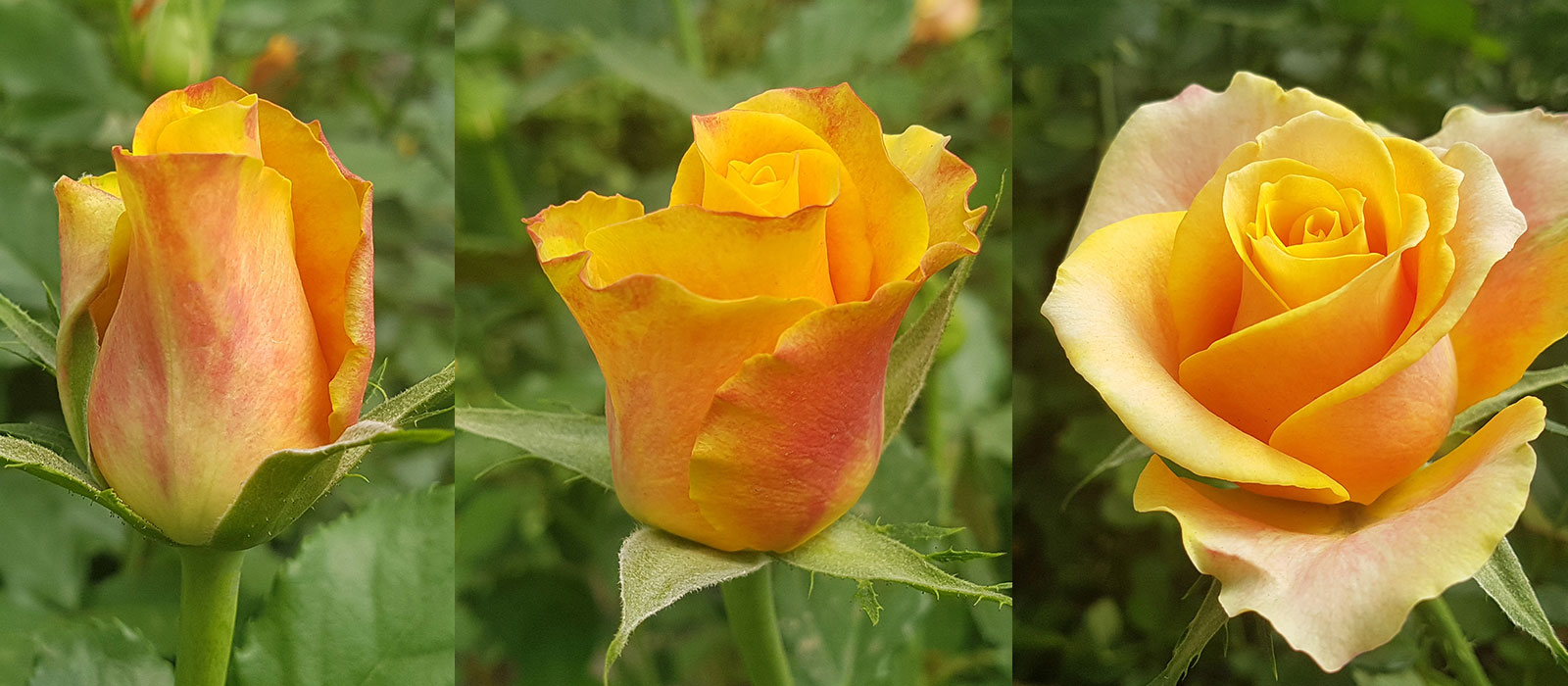 rosa 214 193 085 orange 3 stages WAC BV