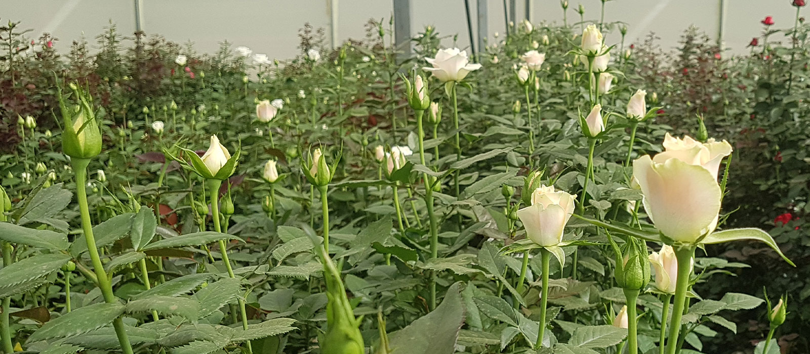 Rosa 215 143 298 Naivasha WAC BV