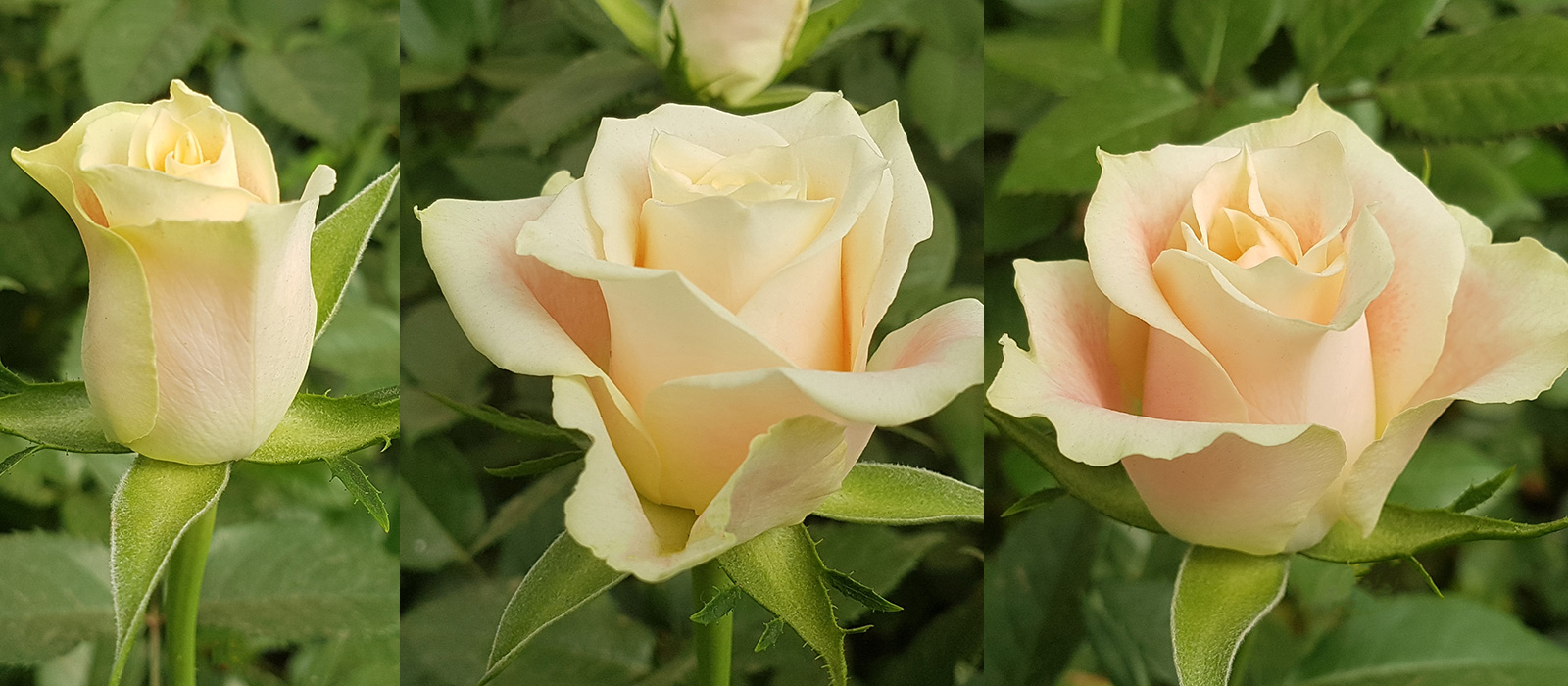 Rosa-215-143-298-stadia-WAC-B.V.