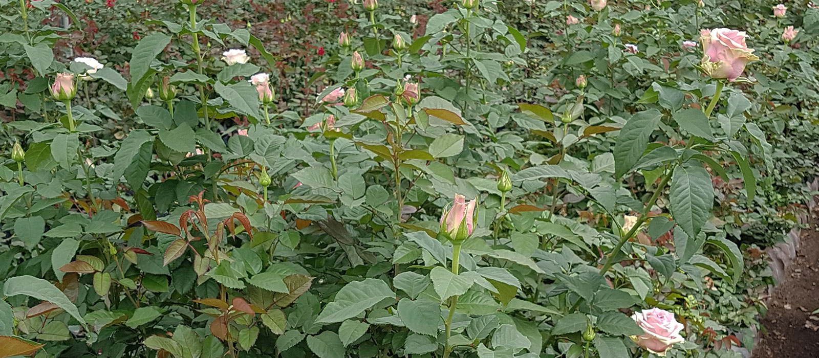 Rosa Classic Robin kas WAC BV