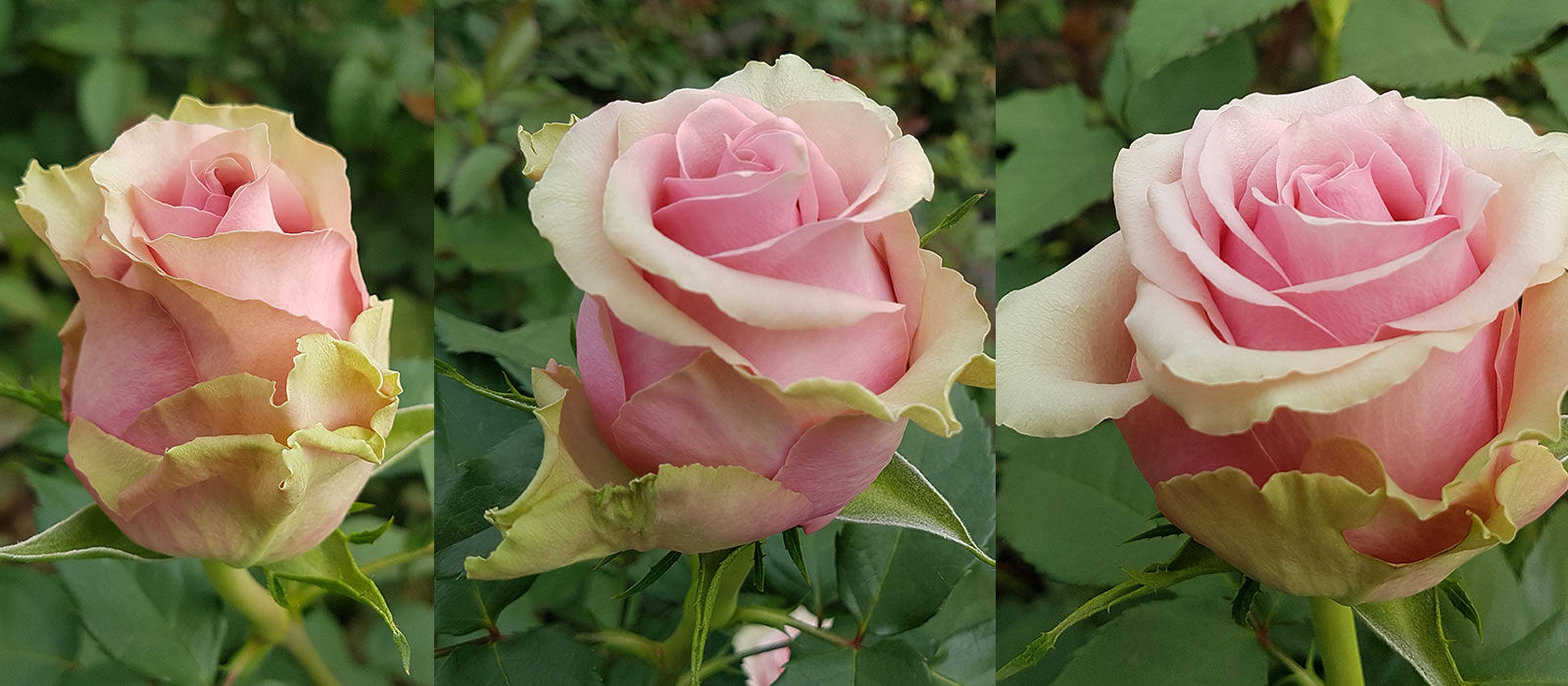 Rosa Classic Robin WAC BV