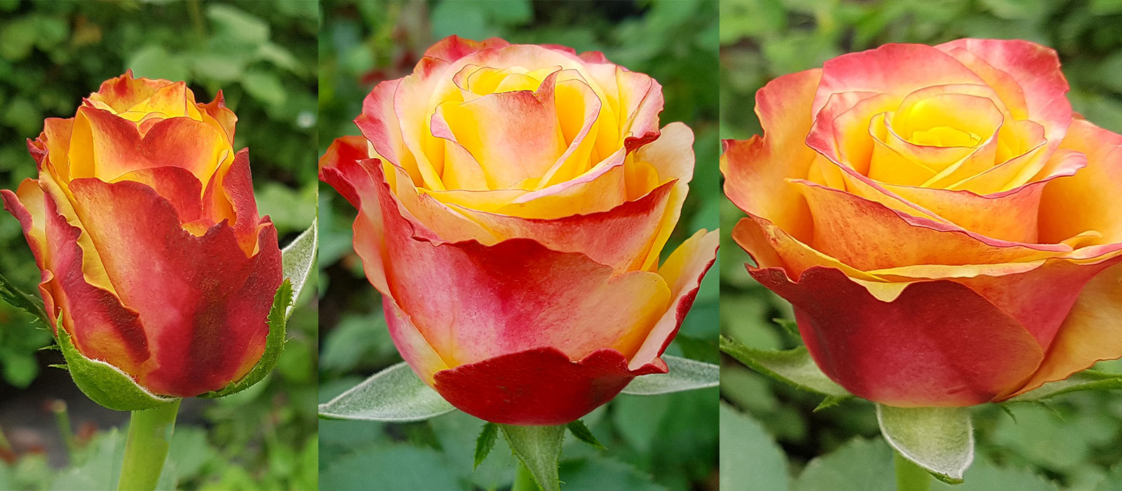 Rosa Happy Robin-3 stages-WAC