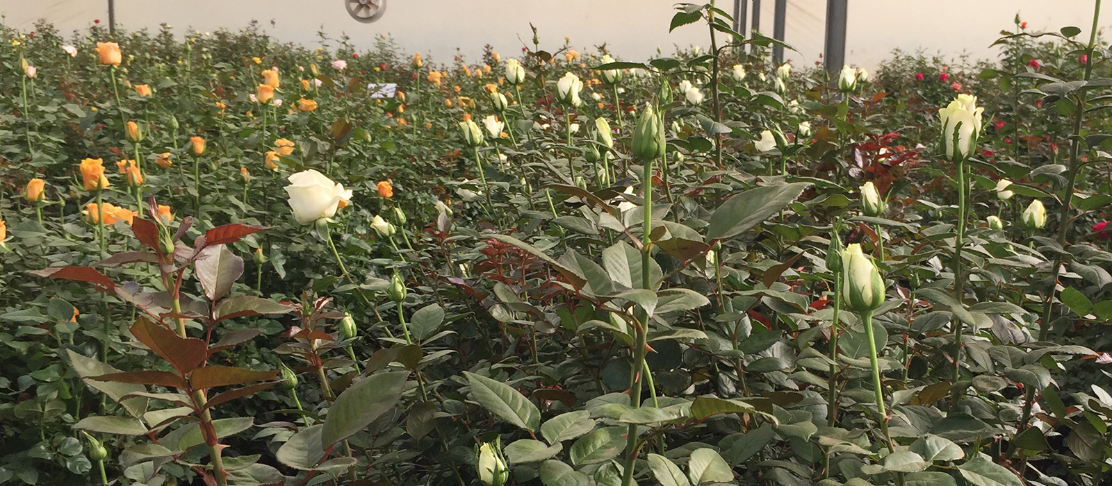 rosa Ibis-WAC BV greenhouse Naivasha