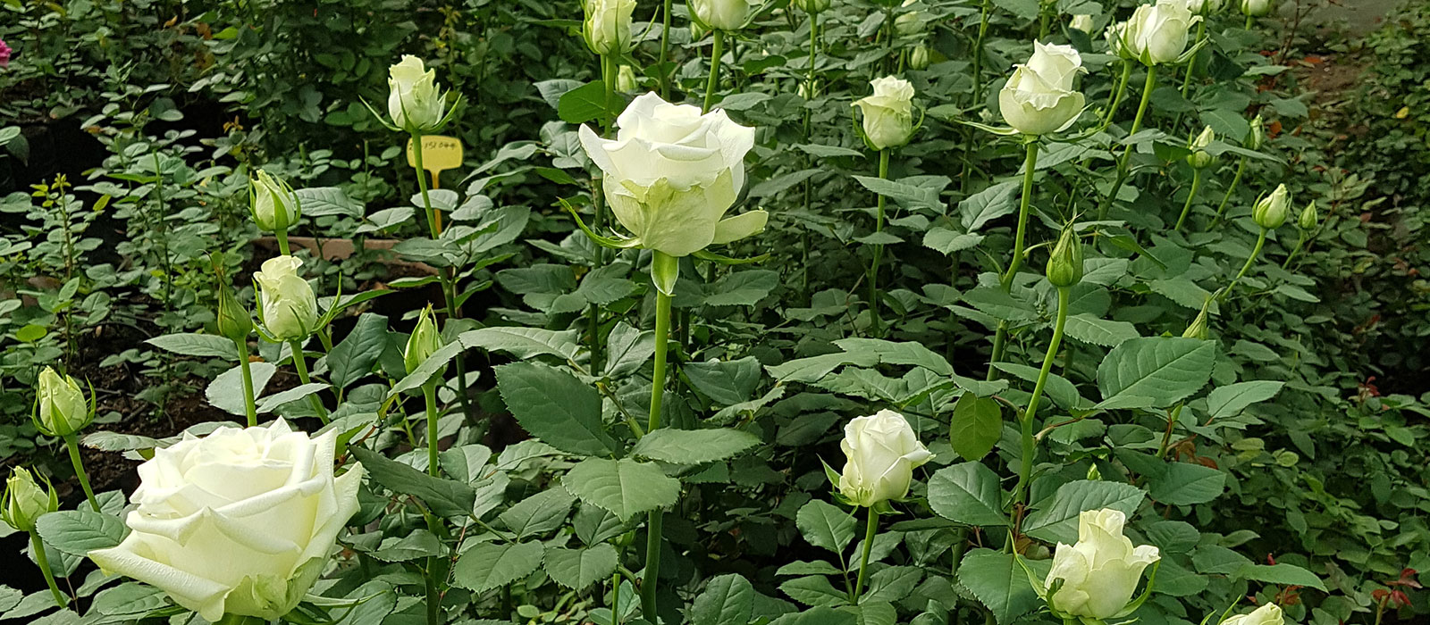 Rosa White Robin kas WAC BV