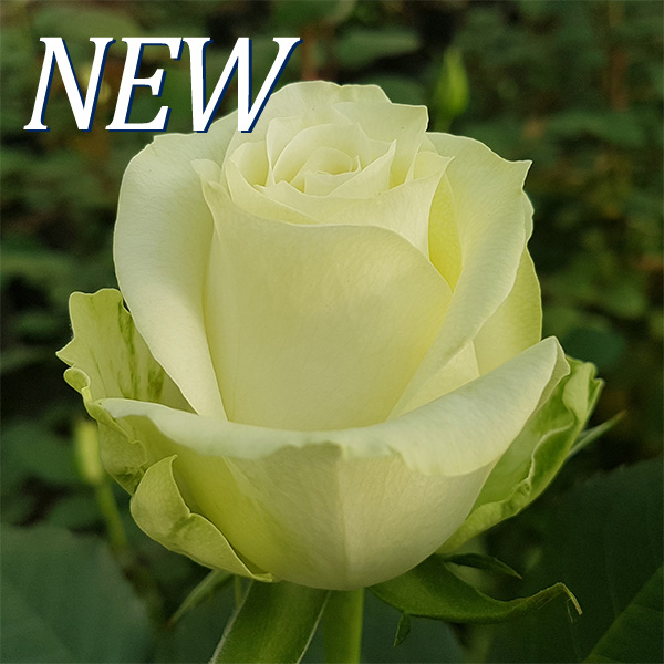 Rosa White Robin WAC BV