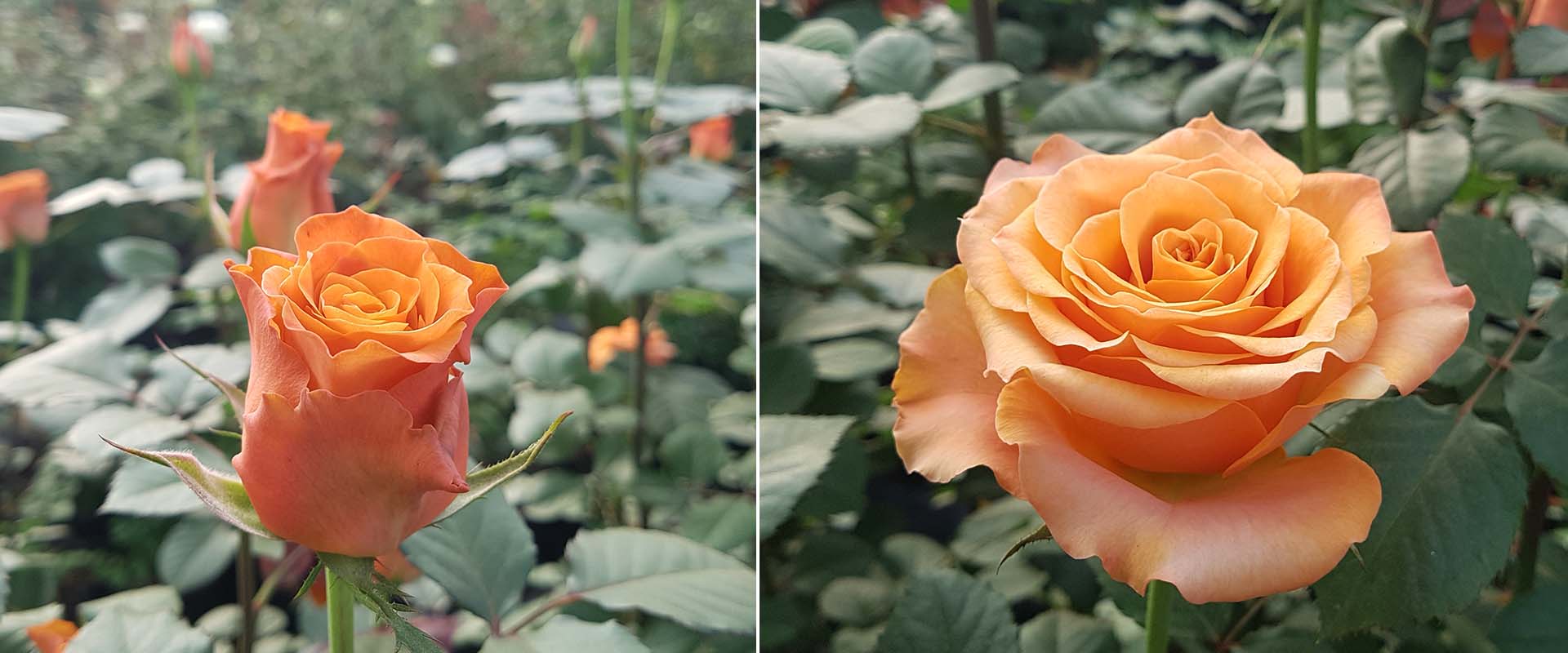 Orange-Robin-stadoa-WAC-BV