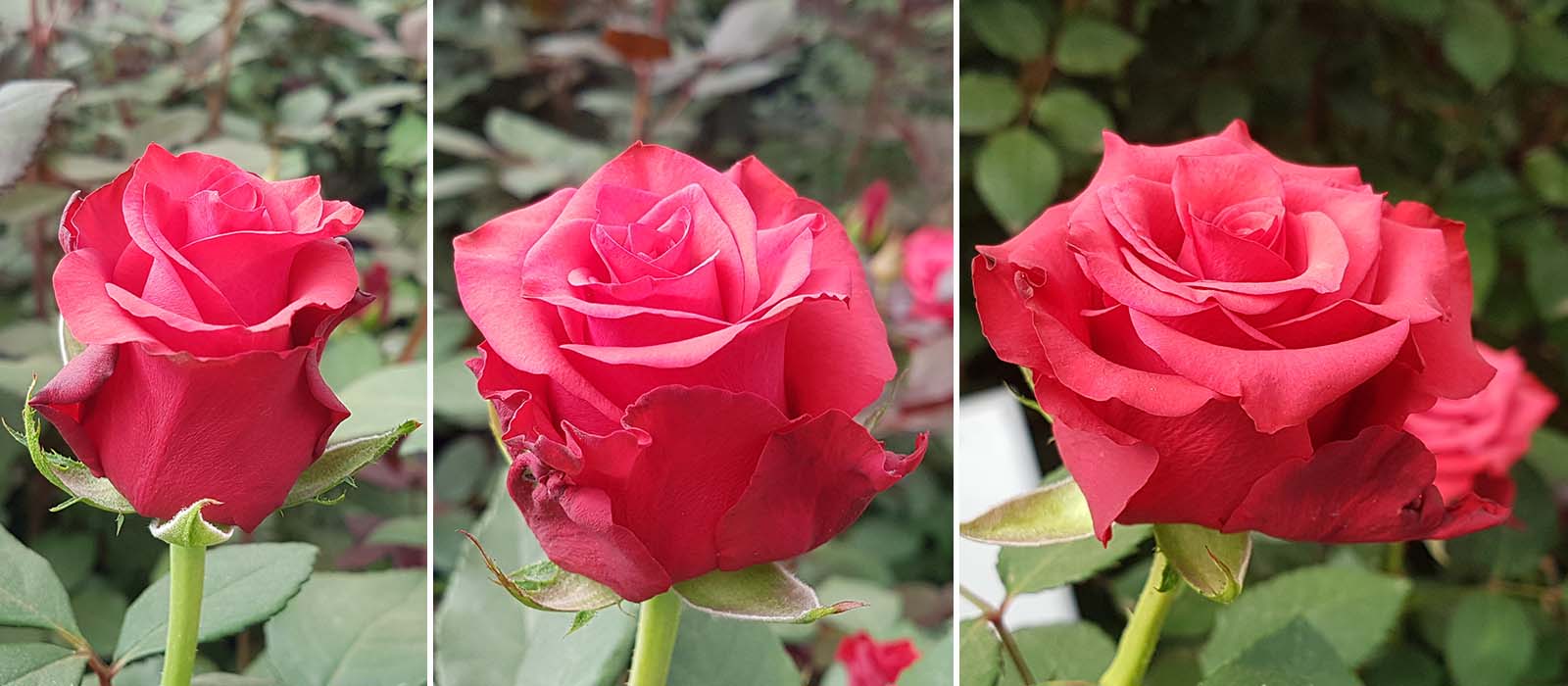 Penina-stadoa-WAC-BV