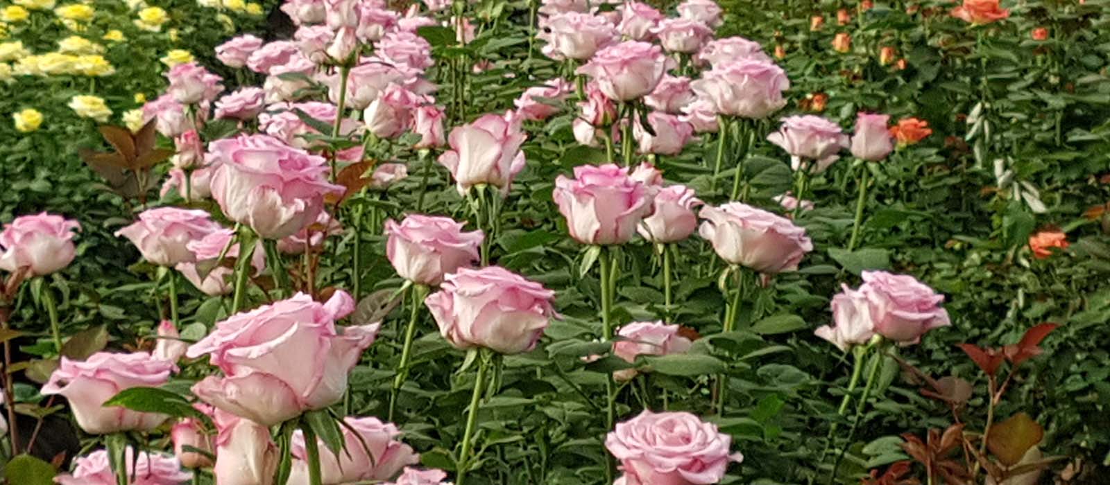 Sweet-Robin-kas-WAC-BV