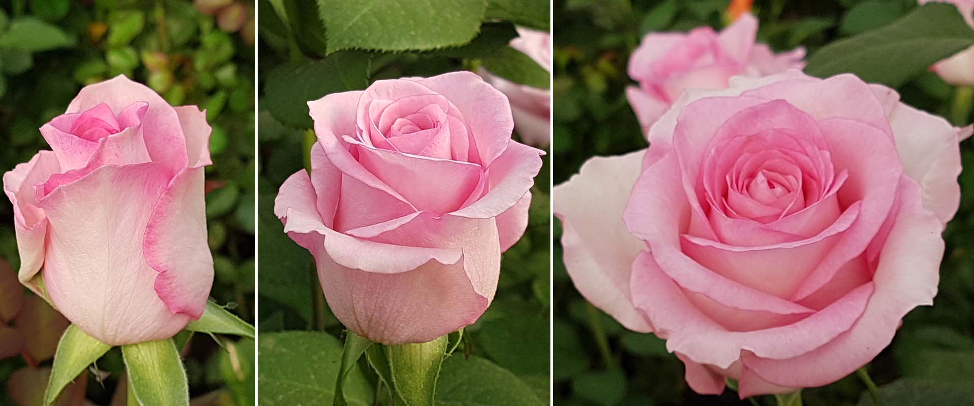 Sweet-Robin-stadoa-WAC-BV