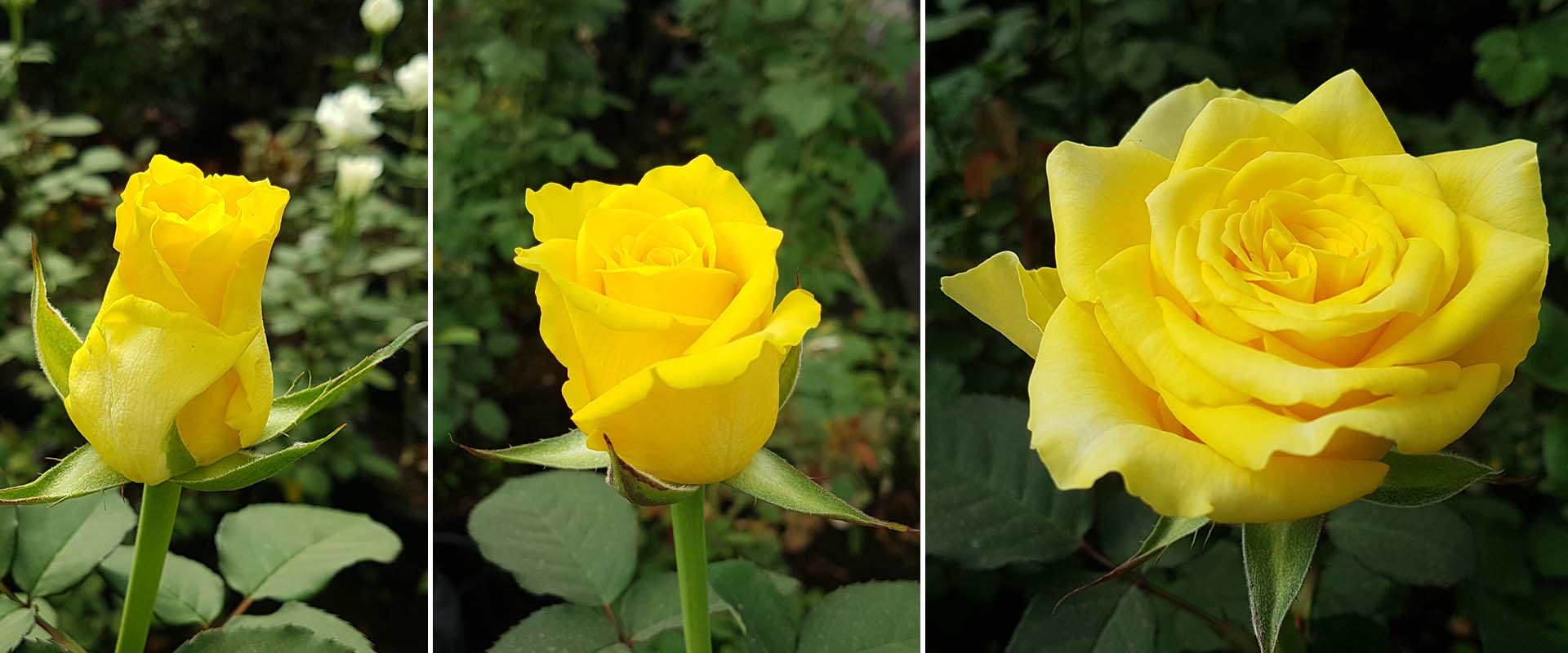 Yellow-Robin-stadoa-WAC-BV