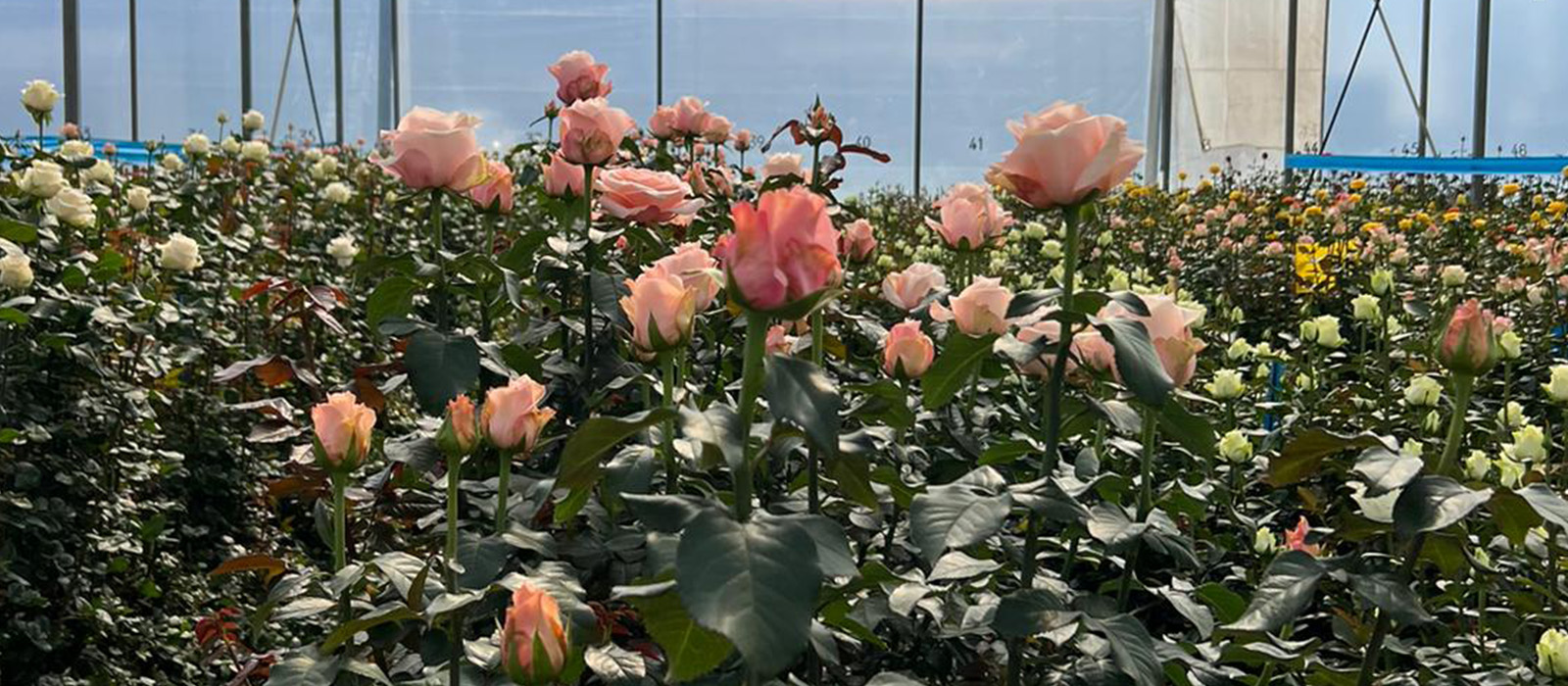 Pretty Pillow GEWAS slider 1600 x700-60 procent