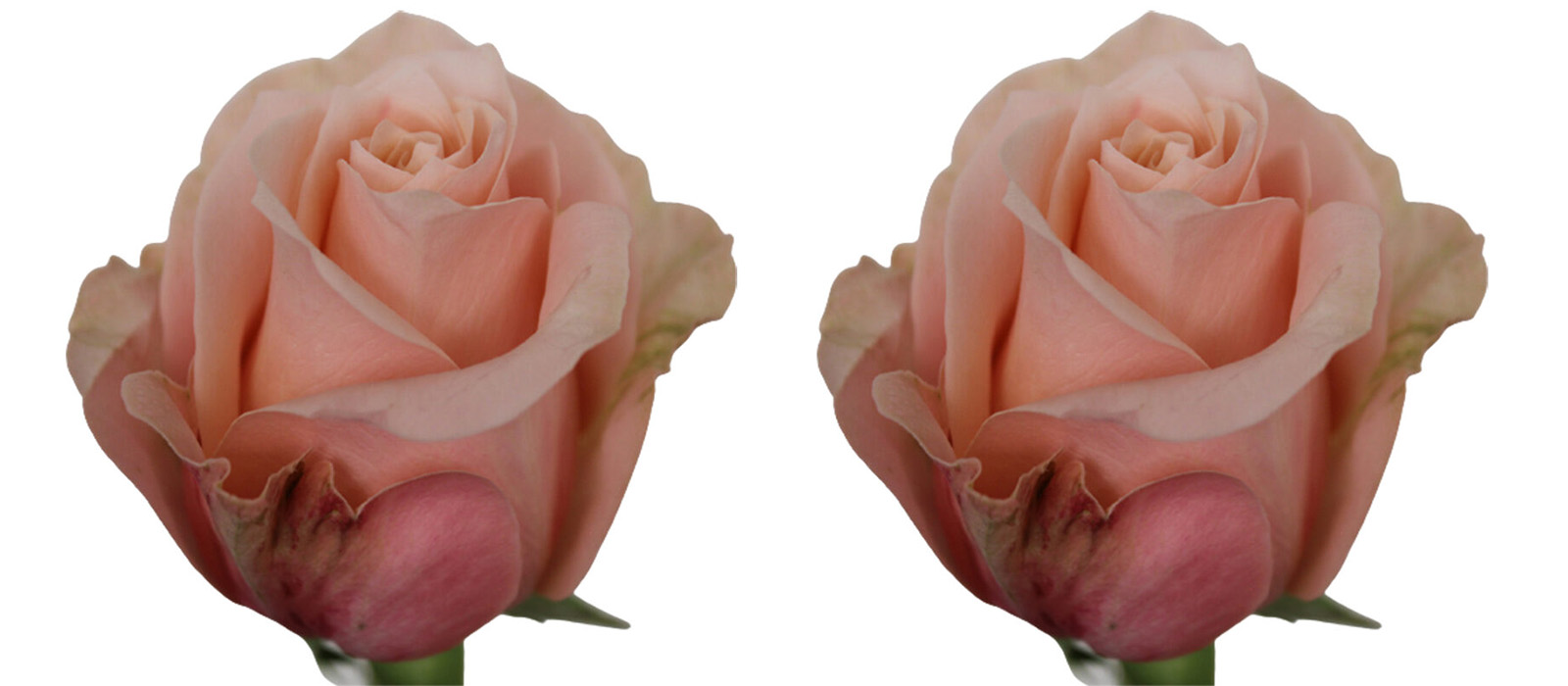 Pretty Pillow GEWAS slider 2 1600 x700-60 procent