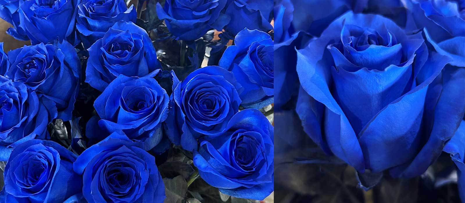 FF-100-blauw-slider-1600-x700-60-procent