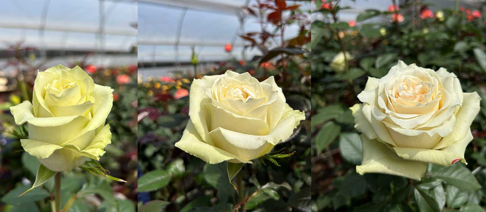 FF-100-slider-1600-x700-60-procent