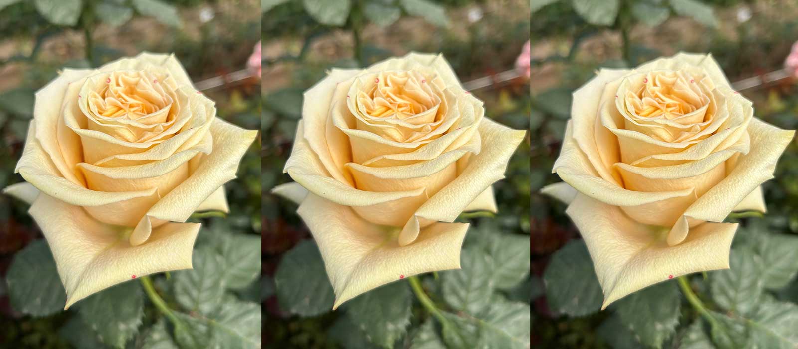 Havanera-slider-1600-x700-60-procent