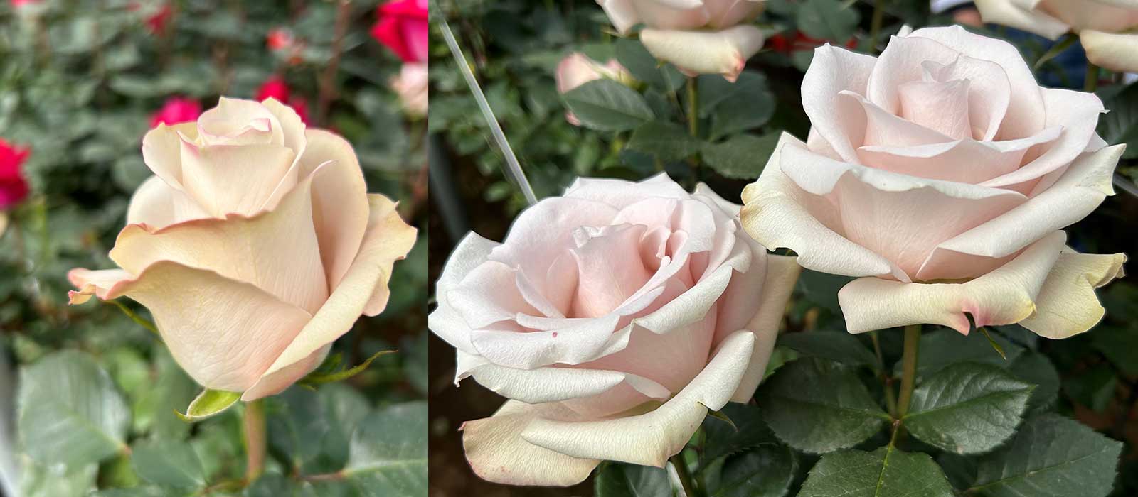 Lithium-slider-1600-x700-60-procent