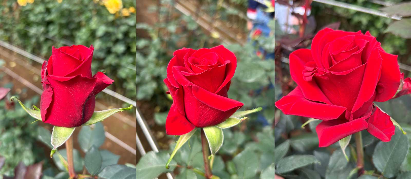 Lovely-Temptation-slider-1600-x700-60-procent