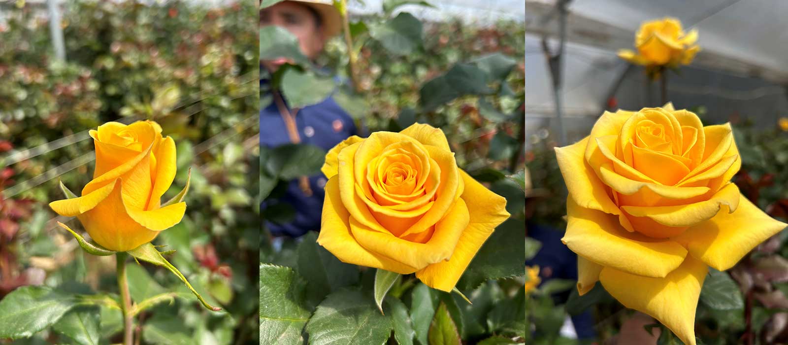 Mostaza-slider-1600-x700-60-procent